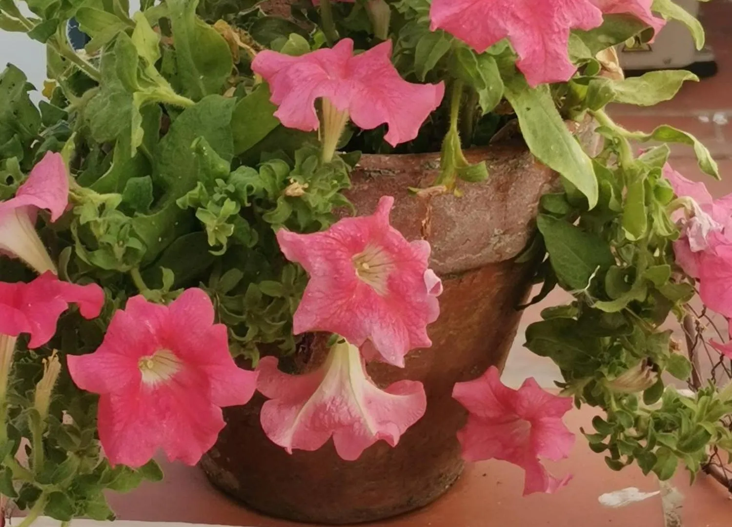 Ana'S Guest House Nerja İspanya